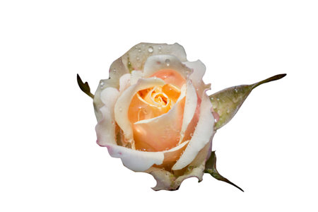 Isolated Roses for Valentines Day, Mothers Day concept. Copy spaceの写真素材