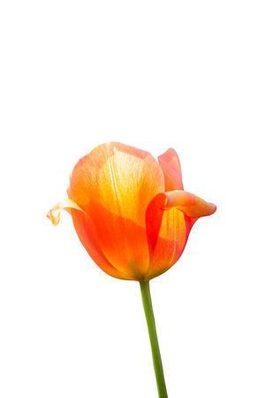 Spring flowers tulips isolated on white background. floral collection.の写真素材