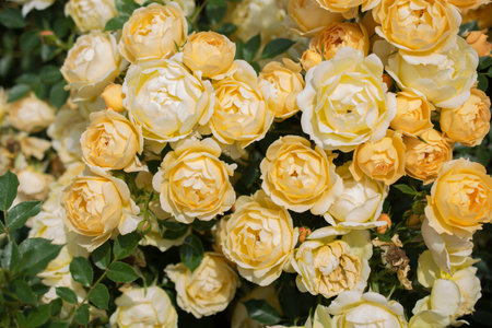Blooming beautiful colorful roses as floral backgroundの写真素材