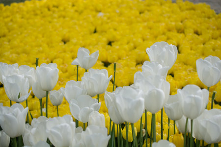 Tulip. Beautiful bouquet of tulips. colorful tulips. tulips in spring,colourful tulipの写真素材