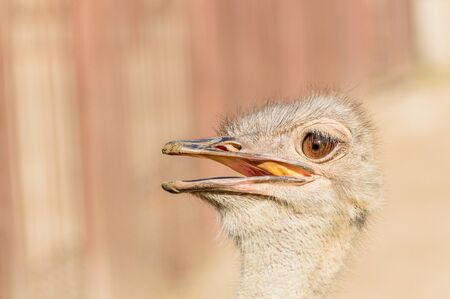 Portrait, the head of an ostrich with an open beak on a sunny summer day.