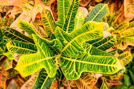 Codiaeum, beautiful bush leaves, thick and fleshy.