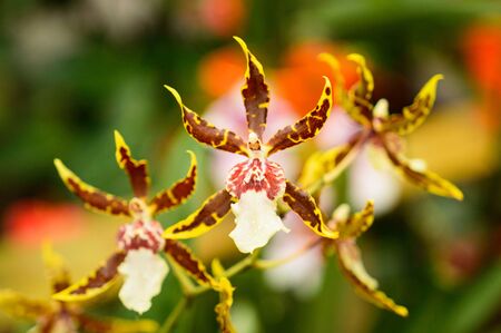 Orchid Tongue, beautifully bloomed colorful flowers with small leaves.の写真素材