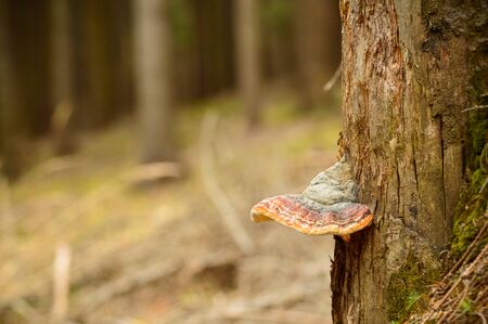The parasite, the hub mushroom grows on an old tree in the forest.