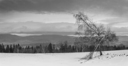 Poland, A broken lonely tree on the edge of a mountain glade.の写真素材