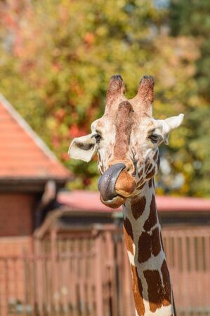 The giraffe cleans its mouth with a long dark tongue.の写真素材