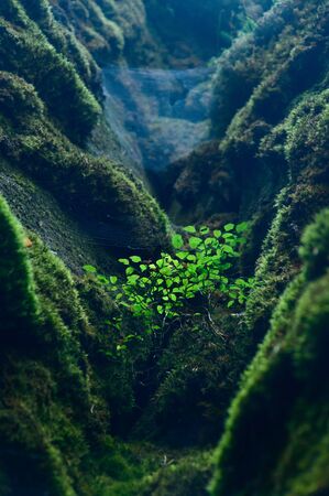 A young bush growing in the gap between rocks covered with green moss.の写真素材