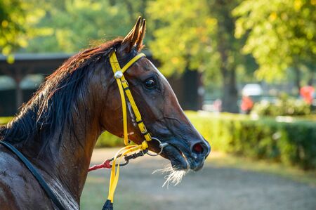 Poland, Bay horse on equestrian competitionの写真素材