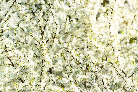 Poland, A sunny day, branches full of tiny white flowers, a blossoming cherry tree.