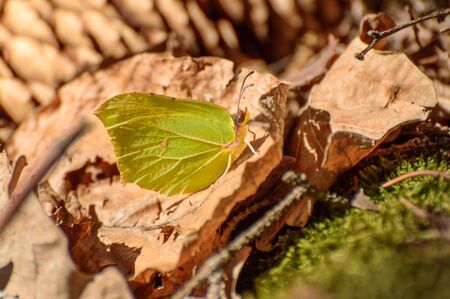 Poland, Green butterfly sitting on a dry leaf on a sunny day in the forest.の写真素材