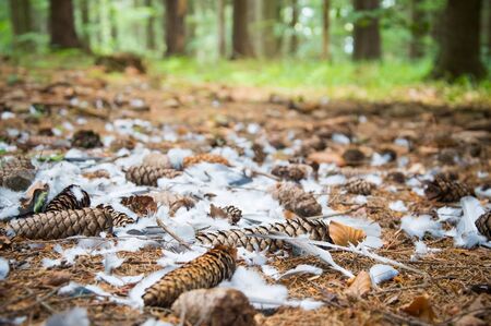 Scattered bird feathers on the forest undergrowth