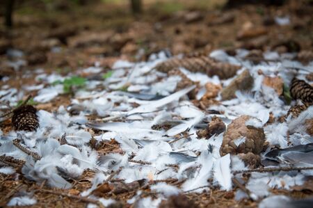 Scattered bird feathers on the forest undergrowthの写真素材