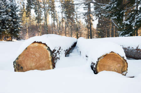 Felled trees stacked, ready transportation to the sawmill