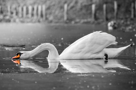 The adult white swan drinks water with an outstretched neck. The pond is slightly frozen after winter frosts.の写真素材