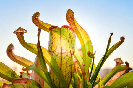 Hooded, insectivorous plant with lateral nerves, sunlit. The view from the bottom of the flower on...