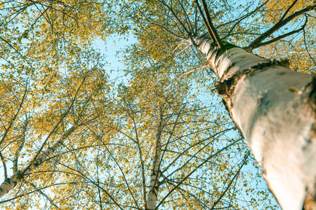 View from the ground on the crown of deciduous trees, high trunk of birch.