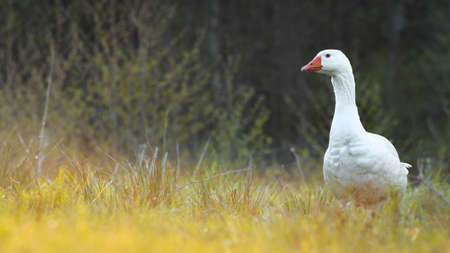 Domestic goose walks on the green grass in the natural environment.の写真素材