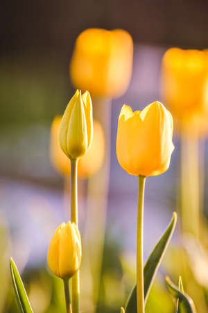 Tulipa, yellow tulips lit by the setting sun. Undeveloped flower bud on a long stem.
