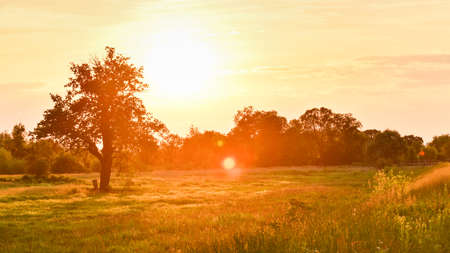 An orange sunset over the trees, a sunlit meadow.