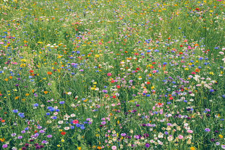 Natural flower meadow, colorful unfolded flowers are eye-catching.