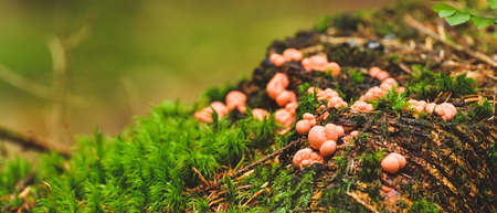 The small mushroom Lycogala epidendrum grows on a rotten stump in the forest. Fungus encountered...