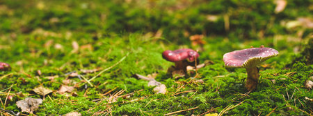 A small, inedible mushroom, Russula sardonia grows on green ground in the forest. Fungus encountered during autumn mushroom picking.の写真素材