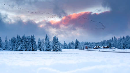 Burned out, winter landscape with colorful clouds illuminated by the setting sun. View from a hiking trail to trees covered with white snow and a colorful sky.の写真素材