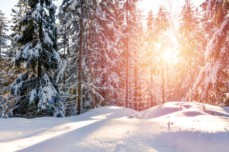 Snow-covered trees in a dense forest lit by the rays of the sun. View from the hiking trail to the...