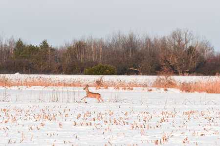 A young wild deer runs towards the forest in a field covered with snow in winter. The frightened animal runs to a safe place.の写真素材