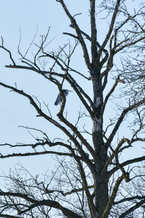 A gray heron (Ardea cinerea) sits high on a tree branch, a large water bird.の写真素材