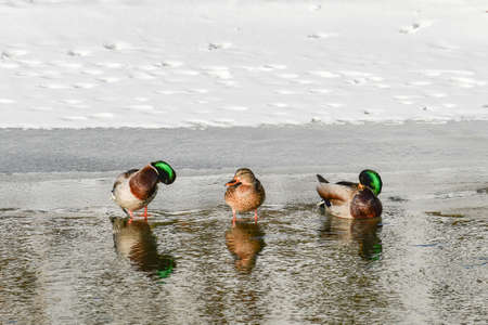 The ducks (Anas platyrhynchos) stand on the ice by the river bank on a winter's day.の写真素材