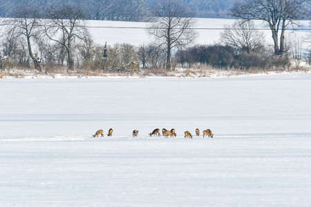 Young roe deer and deer graze in the meadow near the forest in winter. Animals are looking for food...
