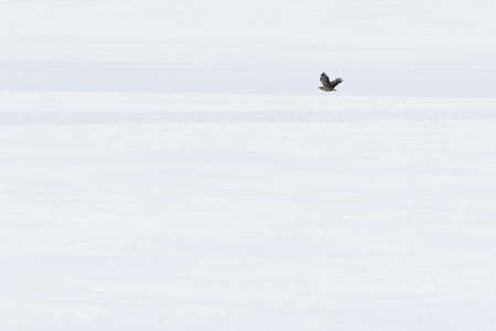 A hawk (Accipiter gentilis) flies low over a snowy field on a winter's day. A large bird of prey.