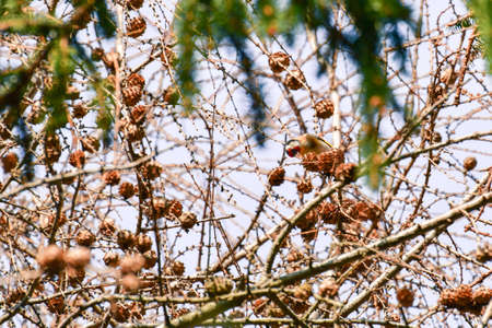 The Goldfinch (Carduelis carduelis) bird sits among the branches and cones of larch. Colorful bird...