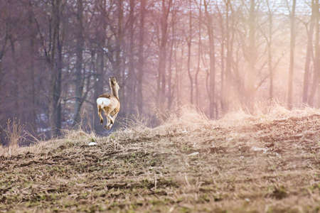 A young wild roe deer (Capreolus), frightened, escapes across the field towards the forest. The animal jumps high to quickly escape to a safe place.の写真素材