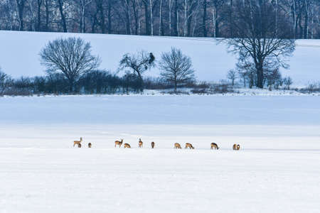 Young roe deer and deer graze in the meadow near the forest in winter. Animals are looking for food...