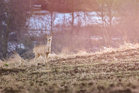 Young wild roe deer (Capreolus) look out for danger standing at the edge of the field. The animal stays right next to the forest to quickly escape to a safe place in case of danger.の写真素材