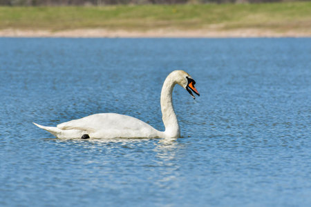 Mute swan (Cygnus olor), a large water bird, swims in the calm lake water and searches for food underwater.の写真素材