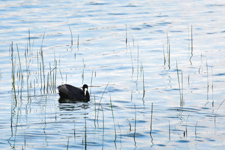 Coot (Fulica atra) water bird, resting in the calm water of the pond.の写真素材
