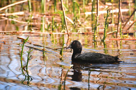 Coot (Fulica atra) swims among the reeds at the edge of the pond, looking for food.