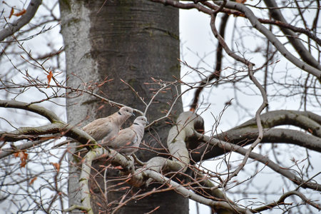 Eurasian collared dove (Streptopelia decaocto) bird couple sitting on a tree branch.の写真素材