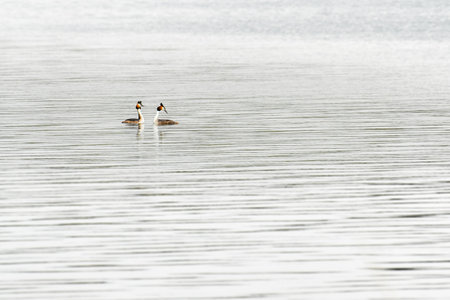 Great crested grebe (Podiceps cristatus) water bird, birds swim in the calm water of the lake.の写真素材