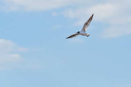 Black-headed gull (Chroicocephalus ridibundus) water bird, flies in the sky with spread wings, view...