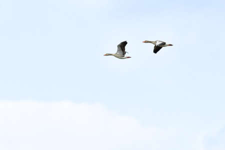 Greylag (Anser anser) a water bird that flies to another place in the sky.の写真素材