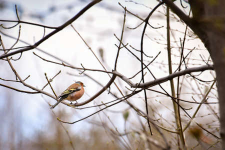 Fringilla coelebs (Common chaffinch) a small colorful bird sitting on a tree branch.の写真素材