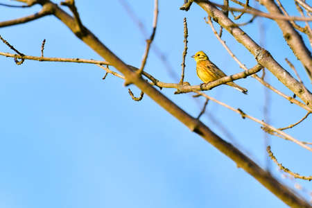 Yellowhammer (Emberiza citrinella) little bird sitting on a tree branch.