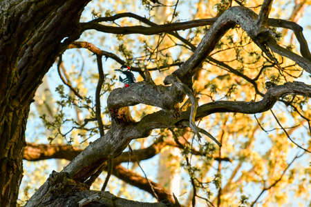 Male Great Spotted Woodpecker (Dendrocopos major) sits on an old tree.の写真素材