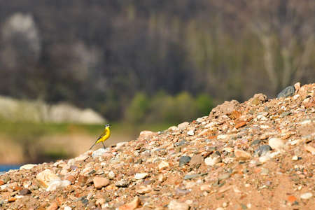 Yellow wagtail (Motacilla flava) sits on the rocky shore by a lake.の写真素材