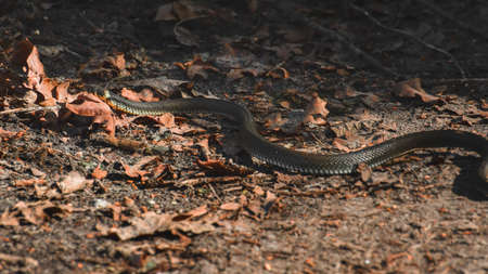 Grass snake (Natrix natrix), a non-poisonous scared snake escapes into the bushes.