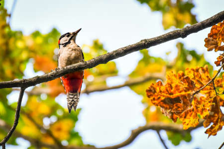 Great spotted woodpecker (Dendrocopos major) A medium-sized bird with colorful plumage, the male sits on a tree among colorful leaves in fall colors.の写真素材